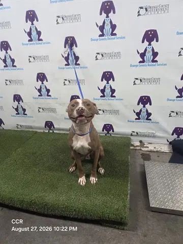 Buckaroo - Pit Bull Terrier