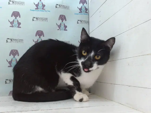 Brioche - Domestic Short Hair