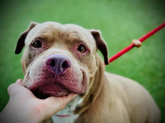 Dutch - Pit Bull Terrier