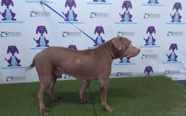 Foolish - Pit Bull Terrier
