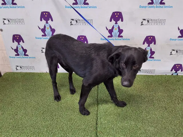 Oreo - Labrador Retriever