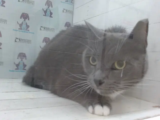 Petruchio - Domestic Short Hair