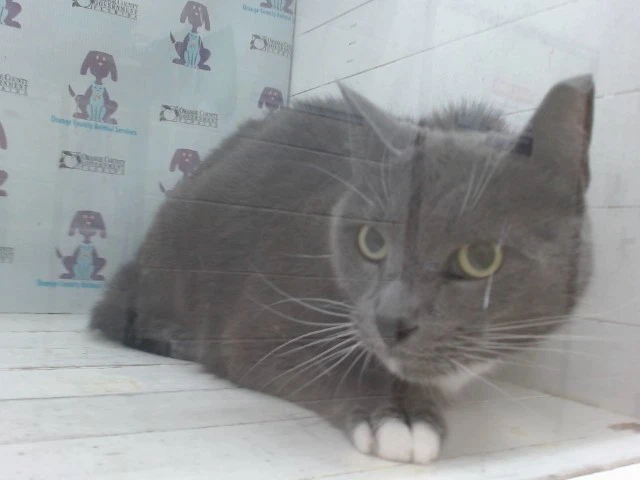 Petruchio