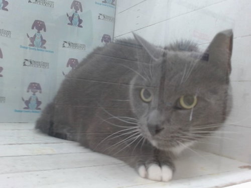 picture of the cat needing adoption