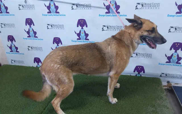 Lucy - German Shepherd Dog