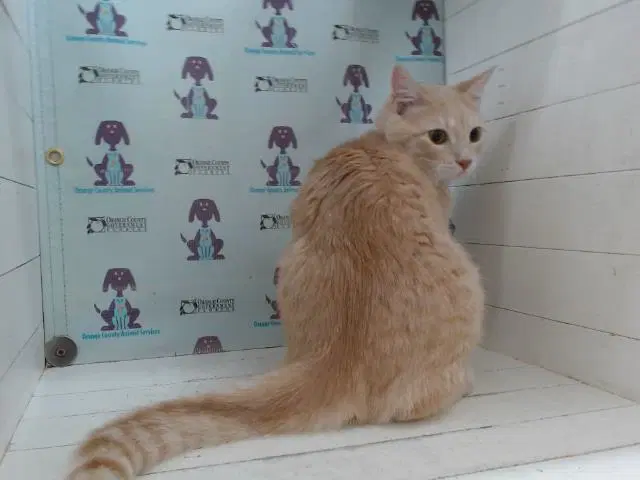 Yuki - Domestic Short Hair