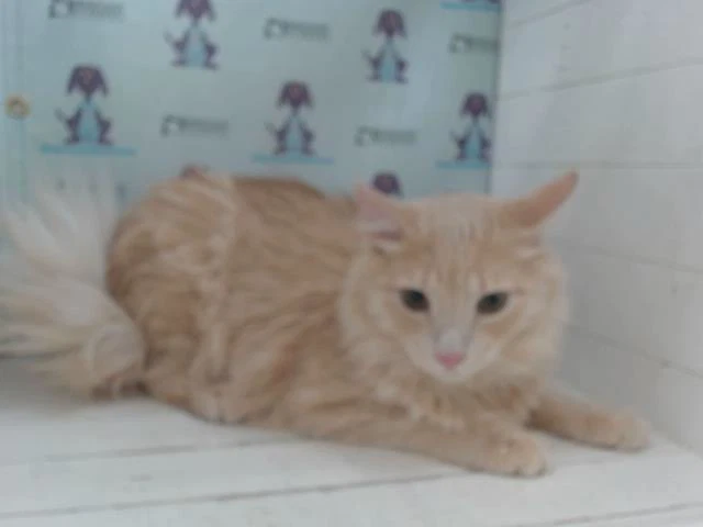Korin