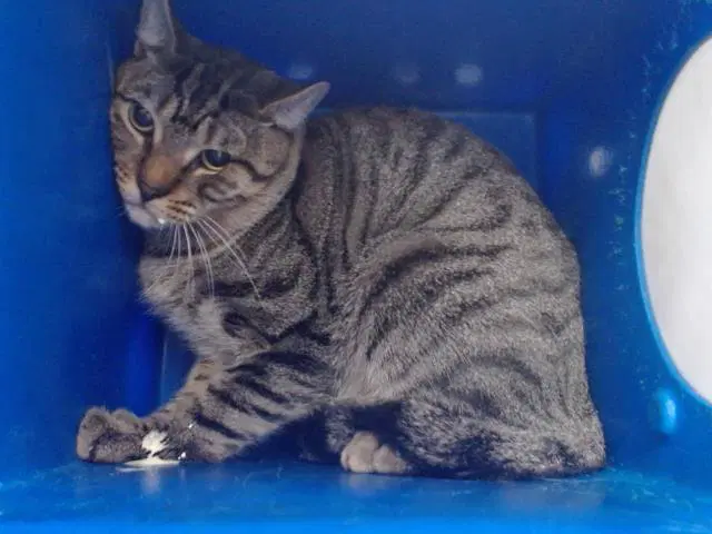 Kitty image 1