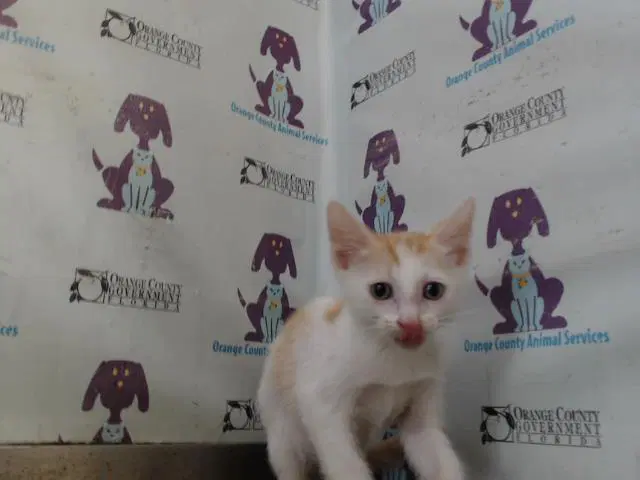 Gordo - Domestic Short Hair