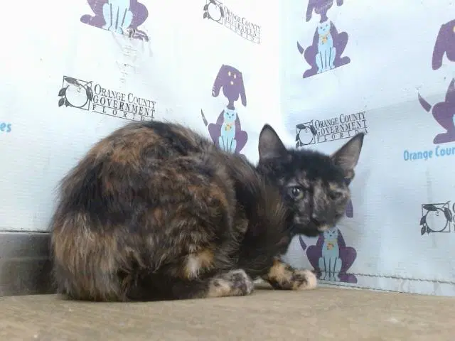 Apple - Domestic Short Hair