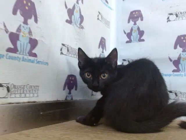 Frosted - Domestic Short Hair