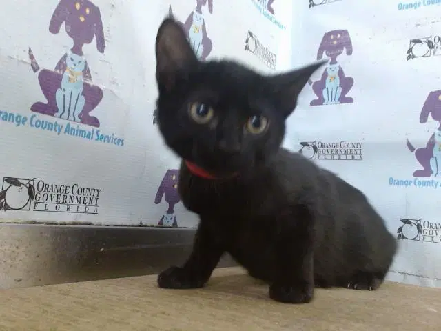 Pumpkin - Domestic Short Hair