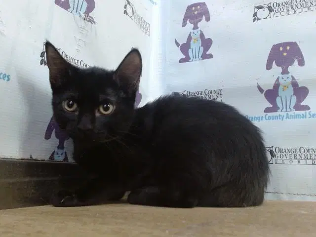 Toffee - Domestic Short Hair