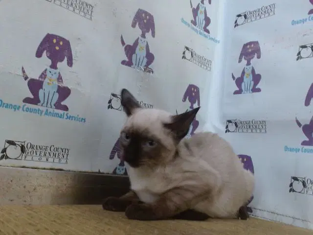 Hickory - Siamese