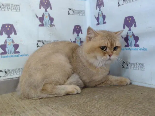 Bear - Persian