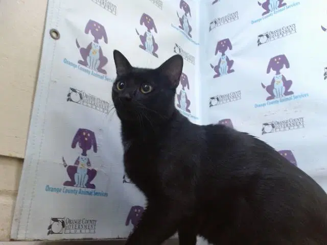 Salem image 1