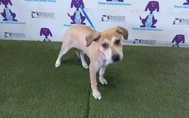 Naomi - Pit Bull Terrier