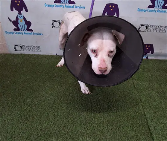 Snowball - Pit Bull Terrier