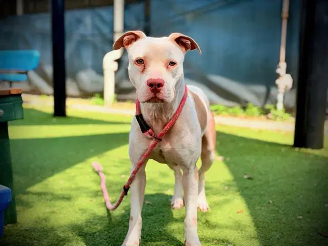 Snowball - Pit Bull Terrier