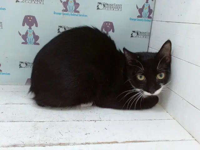 Midnight - Domestic Short Hair