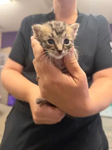 Gnocchi - Domestic Short Hair