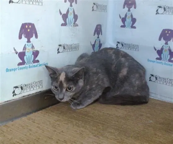 Dutchess - Domestic Short Hair