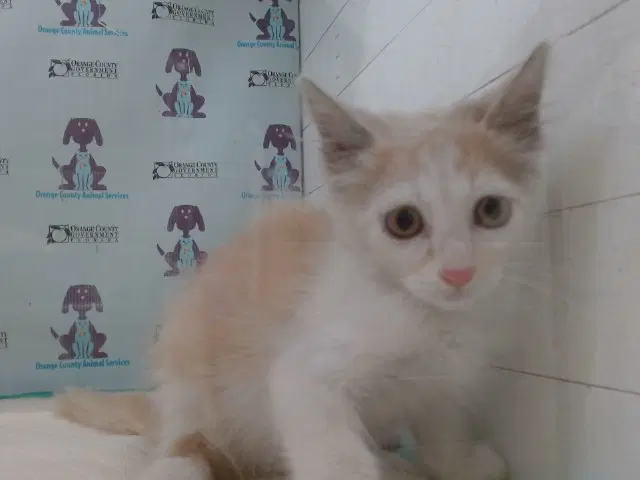 Boston - Domestic Short Hair