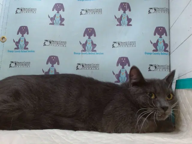 Hope - Domestic Short Hair