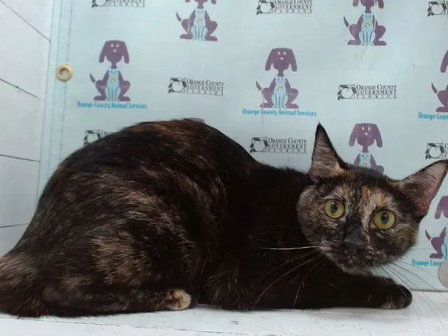 Coco - Domestic Short Hair