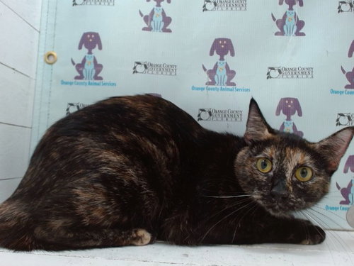 picture of the cat needing adoption