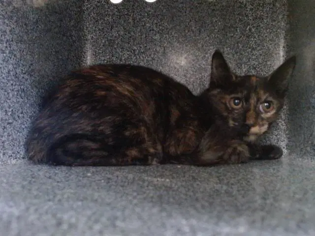 Unknown - Domestic Short Hair