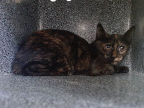picture of the cat needing adoption