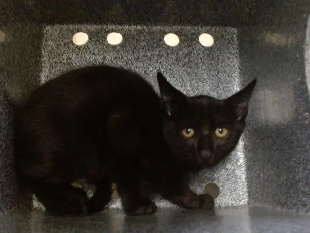 Unknown - Domestic Short Hair