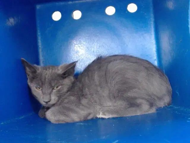 Unknown - Domestic Short Hair