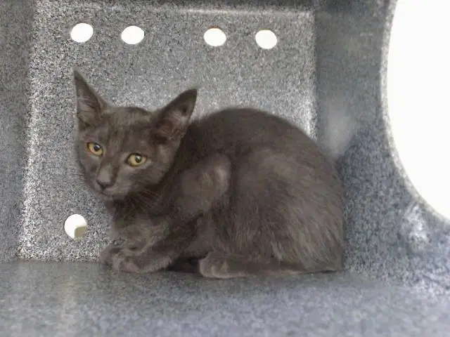 Unknown - Domestic Short Hair