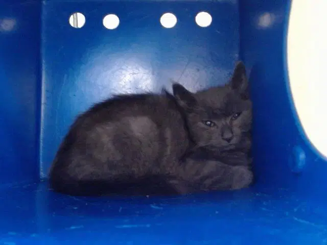 Unknown - Domestic Medium Hair