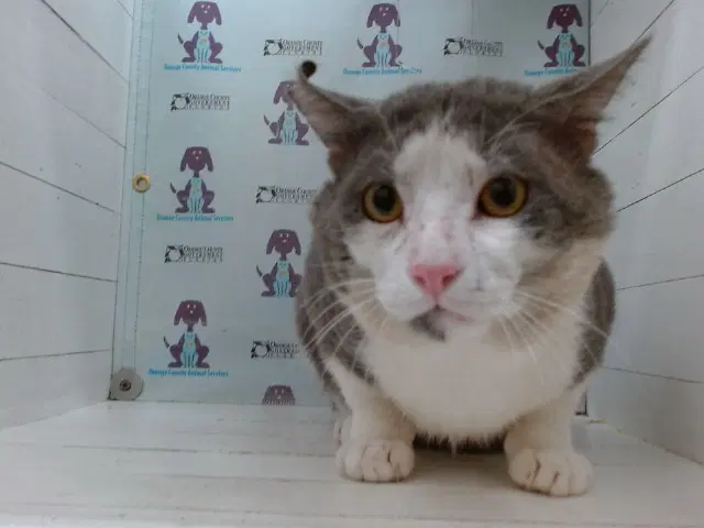 Boo - Domestic Short Hair