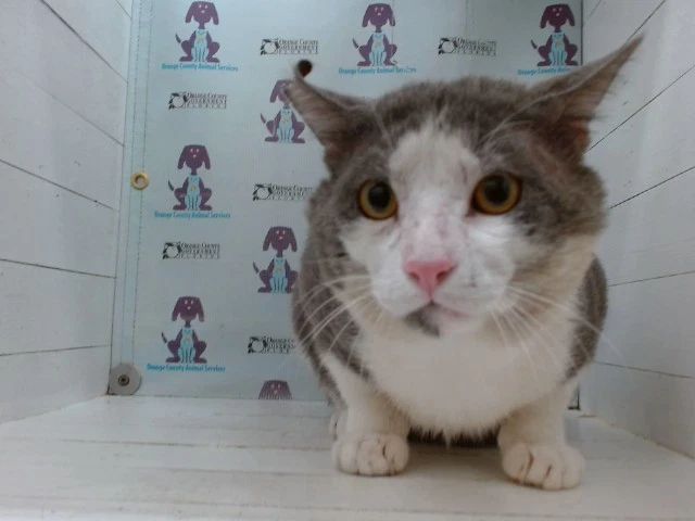 Boo