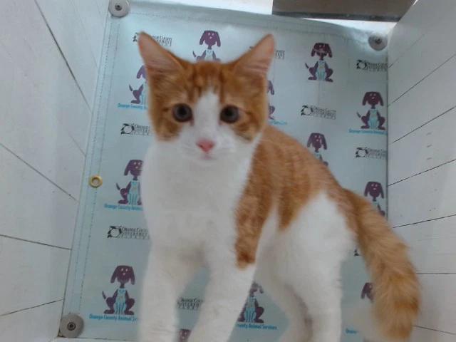 Fluffy