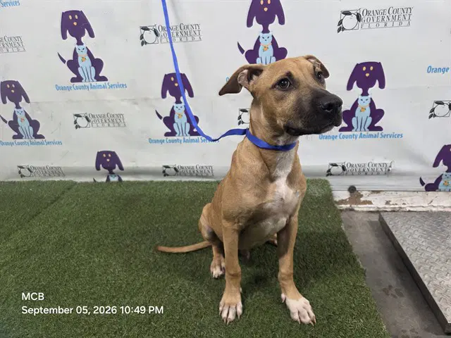 Cain - Pit Bull Terrier