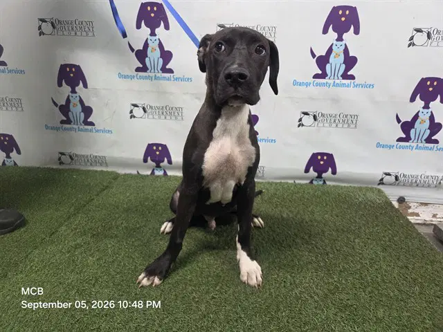 Cognac - Pit Bull Terrier