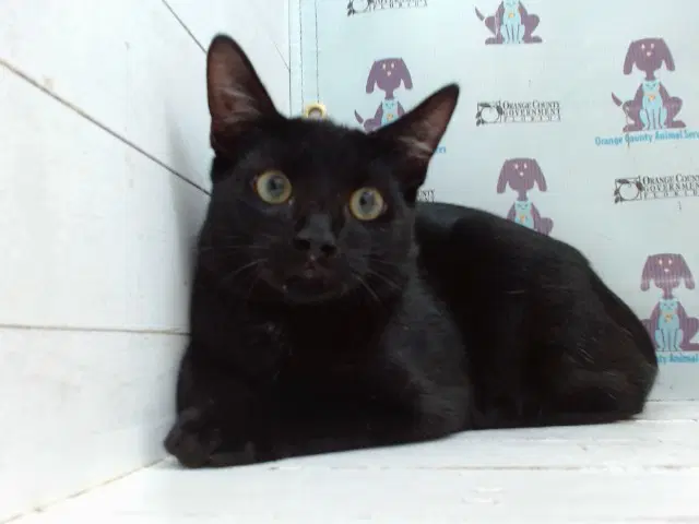 Unknown - Domestic Short Hair