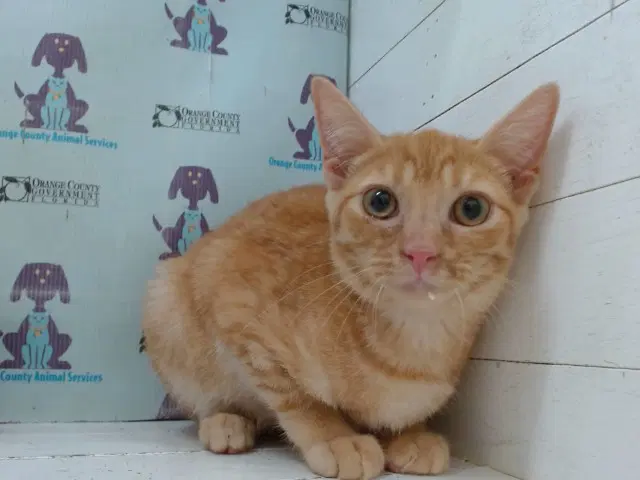 Unknown - Domestic Short Hair