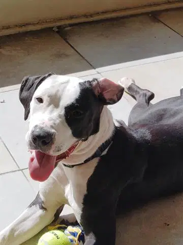 Berry - Pit Bull Terrier
