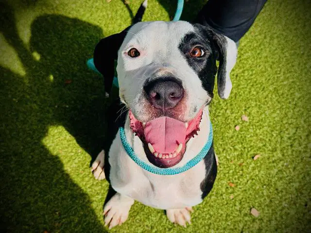 Berry - Pit Bull Terrier