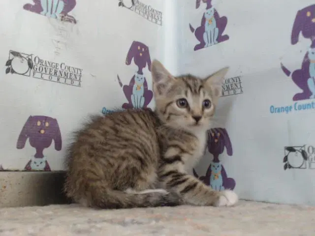 Unknown - Domestic Short Hair