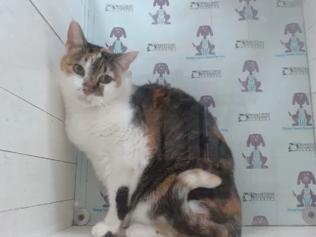 Kandy - Domestic Short Hair