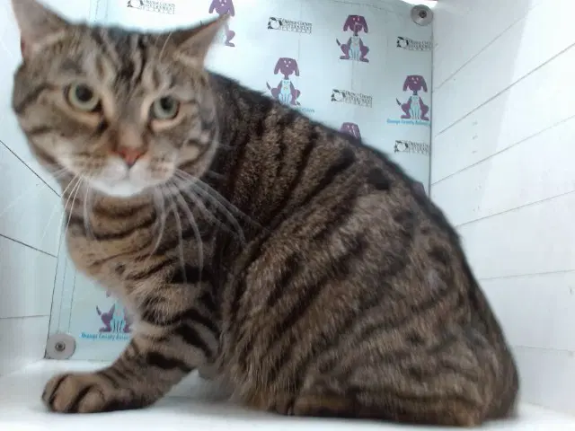 Cody - Domestic Short Hair