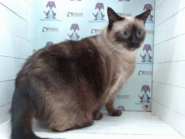 Uma - Domestic Short Hair