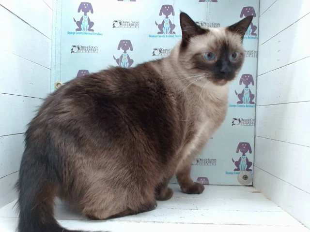 Uma